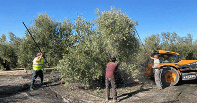 Varapalo al campo andaluz, recorte de 500 millones de euros en ayudas PAC para los agricultores y ganaderos andaluces